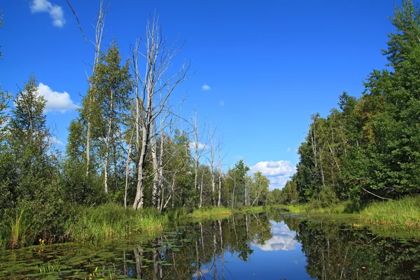 Torra träd på kusten trä sjö — Stockfoto