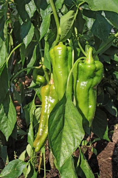 Green pepper on branch in hothouse — Stock Photo, Image