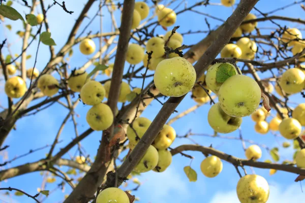 Grönt äpple på aple trädgren — Stockfoto