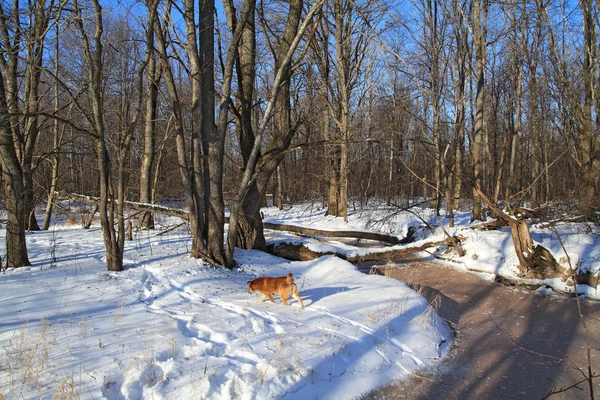 Cão ruivo em madeira de carvalho — Fotografia de Stock