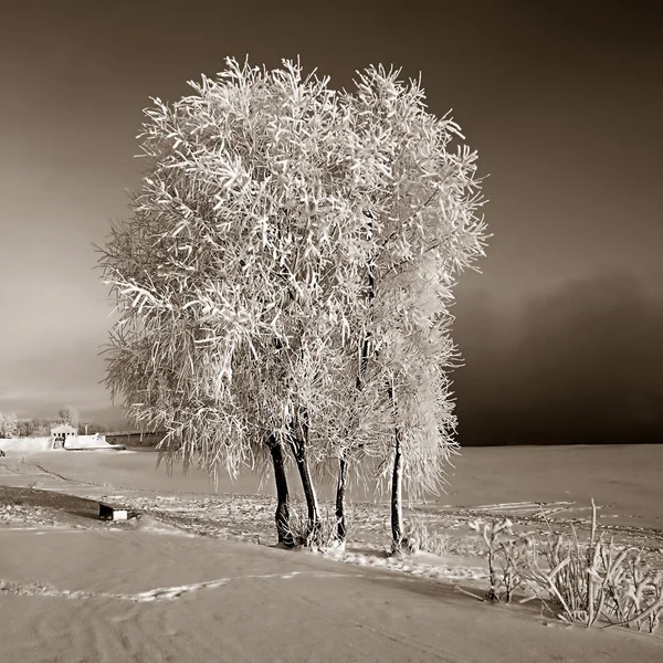 树在星空背景上的雪 — 图库照片