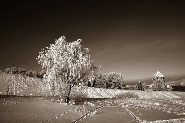 Strom ve sněhu na nebeských pozadí — Stock fotografie