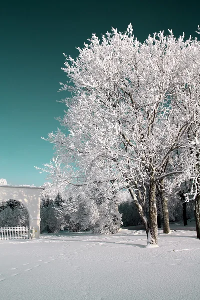 Winter park — Stock Photo, Image