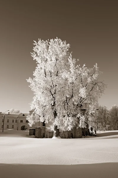 Árvore na neve, sépia — Fotografia de Stock