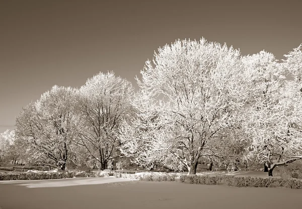 Träd i snö, sepia — Stockfoto