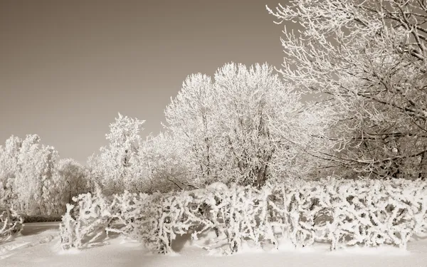 Arbustos de neve no parque de inverno, sépia — Fotografia de Stock