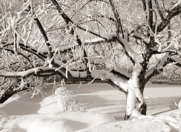Дерево в снігу, сепія — стокове фото