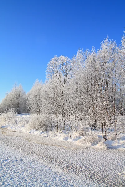 Weißer Wald an der Flussküste — Stockfoto