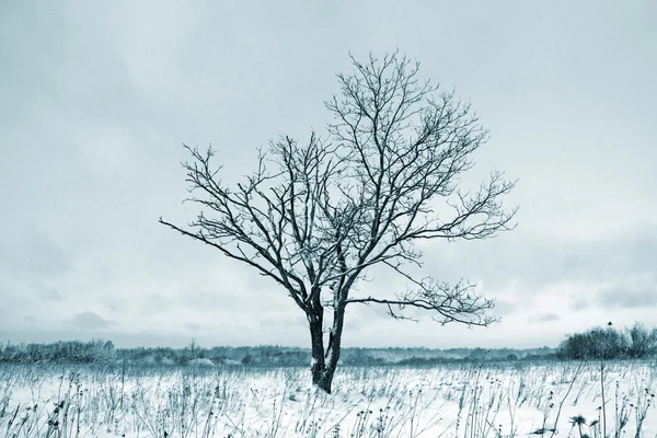 Одиночный дуб на поле — стоковое фото