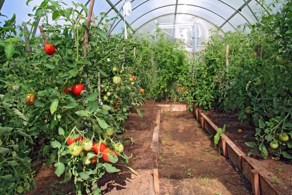 Red tomatoes in plastic hothouse — Stok fotoğraf