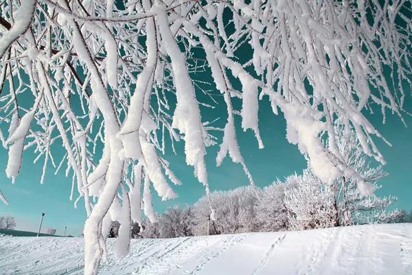 Дерево в снегу на небесном фоне — стоковое фото