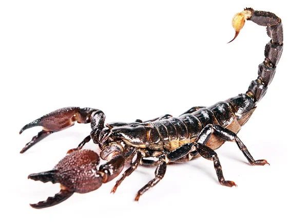 Scorpion Royalty Free Stock Photos