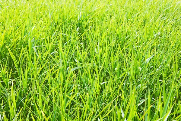 Groen gras Stockfoto