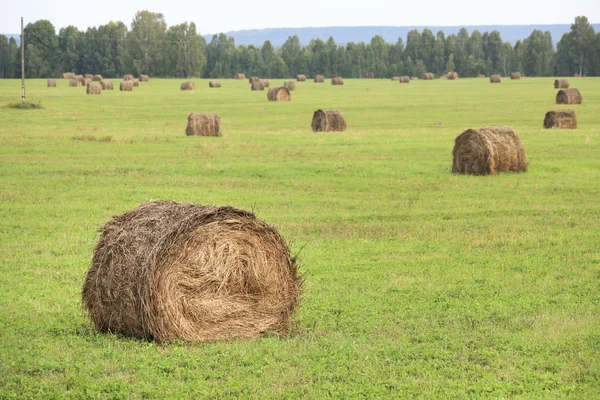 Haystack on the field — Stock Photo, Image