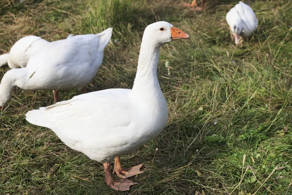 Herd of white domestic geese — Stock Photo, Image