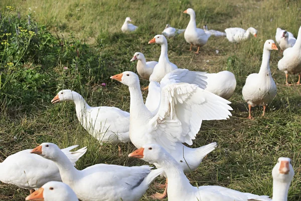 Besättningen av vita inhemska gäss — Stockfoto