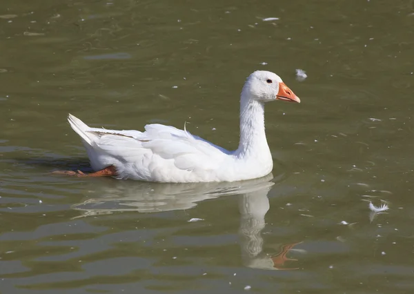 Home white goose swimming in a pond. — Stock Photo, Image