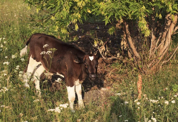 Pâturage de veaux dans une prairie . — Photo