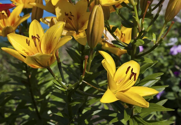 Bel giglio giardino . — Foto Stock