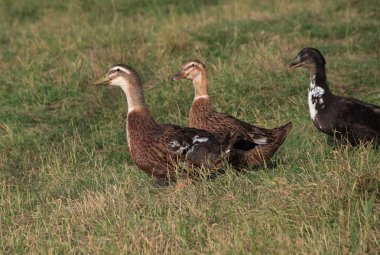 Ördekler çimenlerde yürür.