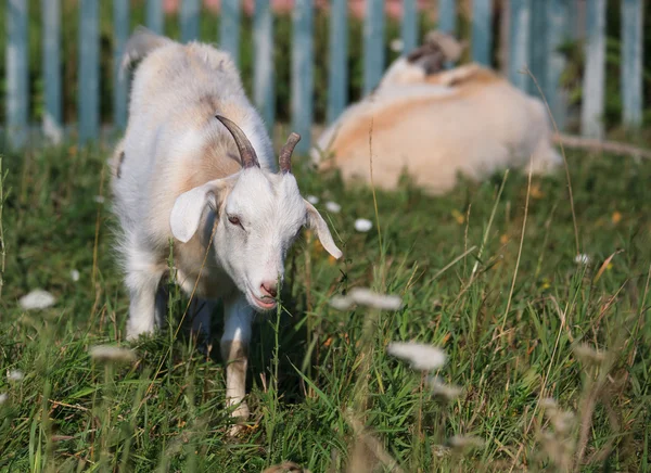 Domestic goat — Stock Photo, Image