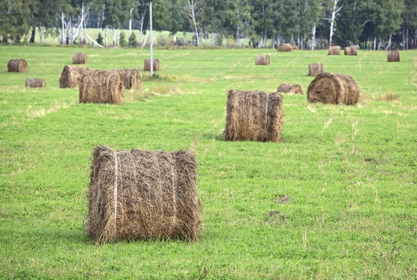 Haystack on the field — Stock Photo, Image