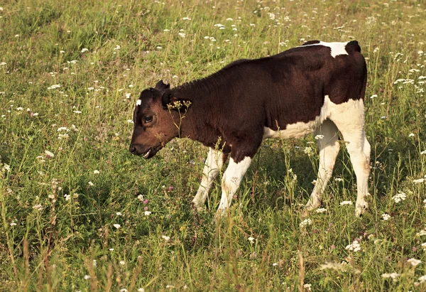 Vitello che pascola in un prato . — Foto Stock