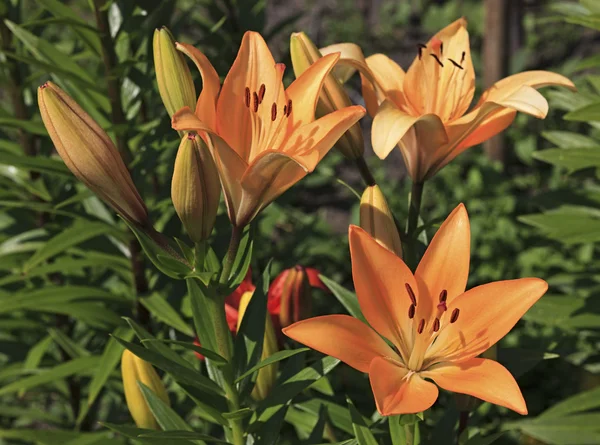 Bel giglio giardino . — Foto Stock