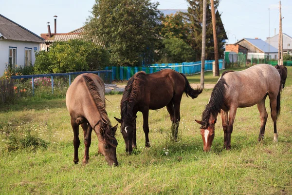 Pâturage des chevaux — Photo