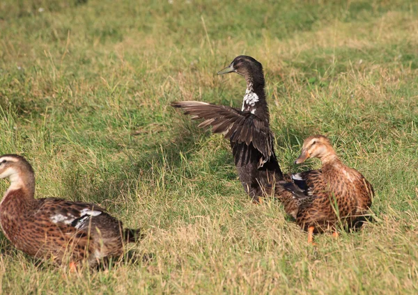 Ducks walk on the grass. — Stock Photo, Image