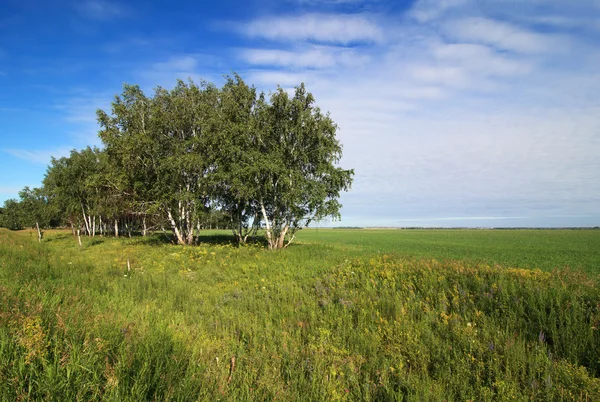 俄罗斯白桦树上一片绿地. — 图库照片