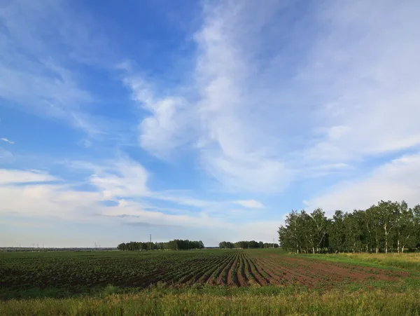 Modrá obloha s mraky nad brambory na pole. — Stock fotografie