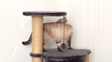 faiz ile Tay kedi oyun karmaşık ele alıyor..