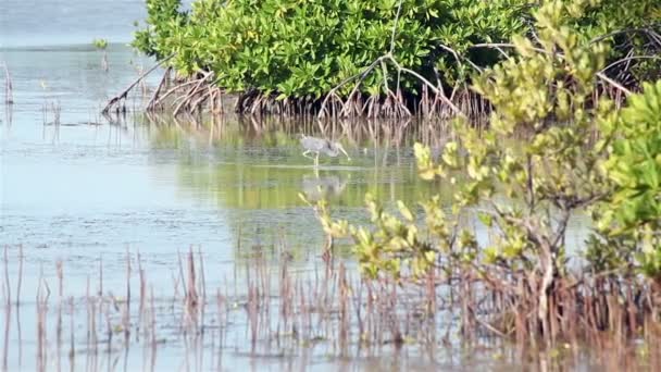 Le Grand Héron (Ardea herodias) court autour de l'étang et pêche .