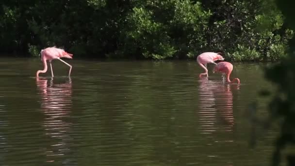 Rodinné růžová (červená) plameňáci na jezeře při hledání potravy. — Stock video