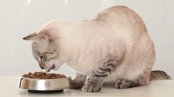 Gatto tailandese mangia cibo secco . — Video Stock