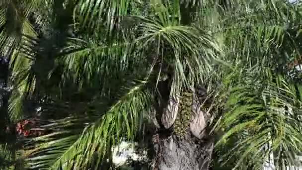 Encontro palmeira com fruto. O grande plano . — Vídeo de Stock
