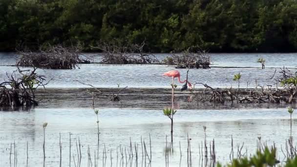Großer blauer Reiher mit dem rosa (roten) Flamingo vertraut — Stockvideo