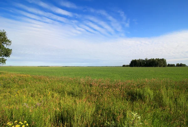 Letní krajina se zeleným polem a modrou oblohou. — Stock fotografie