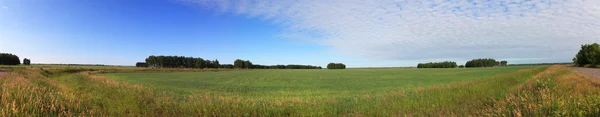 Sommerpanorama mit grünem Feld und blauem Himmel. — Stockfoto