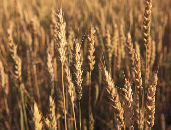 Шпильки стиглої пшениці . — стокове фото