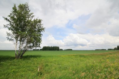 alana huş ağacı. Yaz peyzaj.