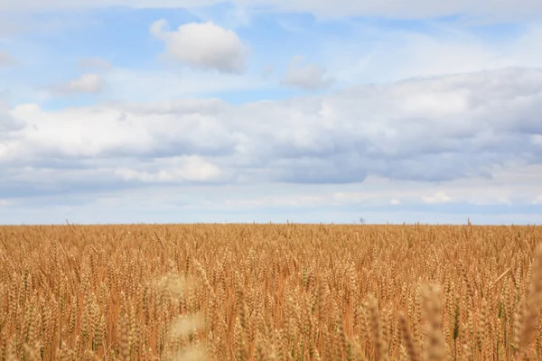 Feld aus reifem Weizen. — Stockfoto