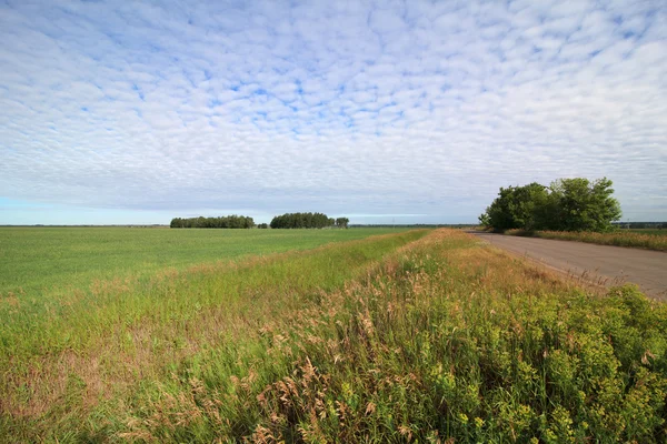 Summer landscape with green field and the road. — Stock Photo, Image