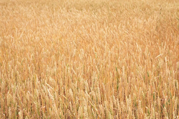 Olgun buğday başakları. — Stok fotoğraf