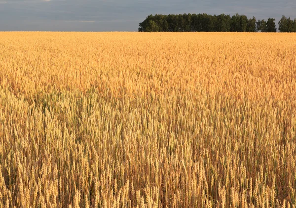 Feld aus reifem Weizen. — Stockfoto