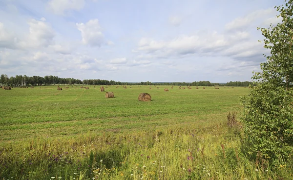 Stóg siana na polu — Zdjęcie stockowe