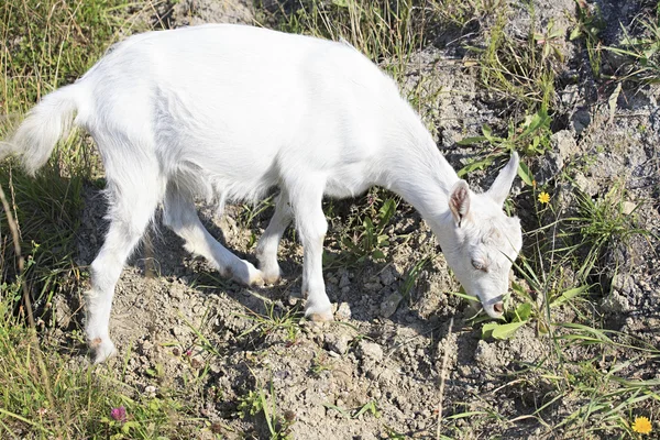 Domestic goat — Stock Photo, Image