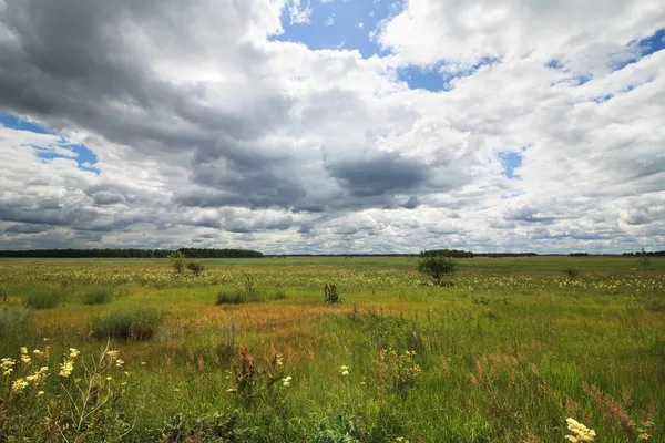 Kumuluswolken über der grünen Wiese. — Stockfoto