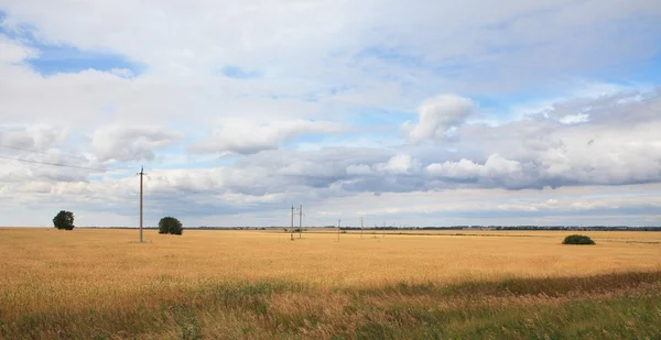 Feld aus reifem Weizen. — Stockfoto